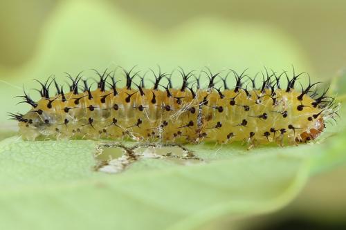 Réf. 223 200 : Periclista lineolata